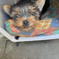 Reinrassiger Yorkshire Terrier Welpe, Rüde, sucht ein Neues Zuhause