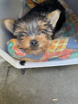 Reinrassiger Yorkshire Terrier Welpe, Rüde, sucht ein Neues Zuhause