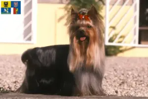 Mehr über den Artikel erfahren Yorkshire Terrier Züchter und Welpen in Mähren-Schlesien