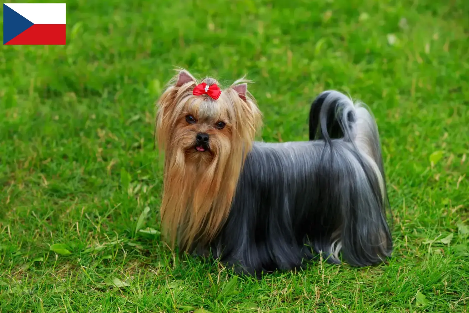 Mehr über den Artikel erfahren Yorkshire Terrier Züchter und Welpen in Tschechien