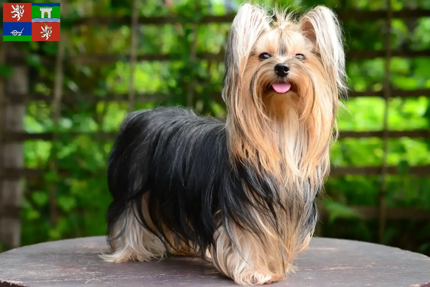 Mehr über den Artikel erfahren Yorkshire Terrier Züchter und Welpen in Ústí