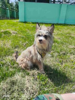 🆘😢Liebevolles Zuhause für Tschebursahka gesucht😢Durfte nie raus, kennt kein Gassi😢🆘VIDEOS