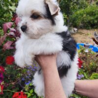 Biewer Yorkshire Terrier Welpe