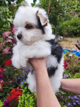 Biewer Yorkshire Terrier Welpe