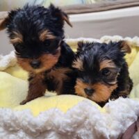 Yorkshire Terrier Welpen zu verkaufen, Rüde und Hündin.