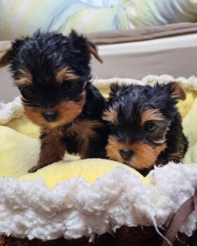 Yorkshire Terrier Welpen zu verkaufen, Rüde und Hündin.