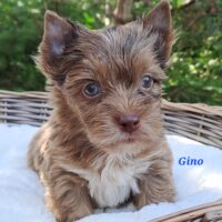 Yorkshire Terrier Rüden