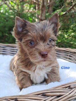 Yorkshire Terrier Rüden