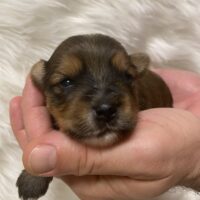 Yorkshire Terrier Welpen mit Ahnentafel