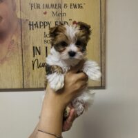 Reinrassige Yorkshire Terrier Welpen mit Ahnentafel