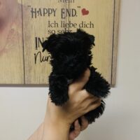 Reinrassige Yorkshire Terrier Welpen mit Ahnentafel