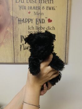 Reinrassige Yorkshire Terrier Welpen mit Ahnentafel