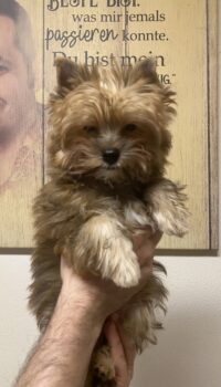 Reinrassige Yorkshire Terrier Welpen mit Ahnentafel