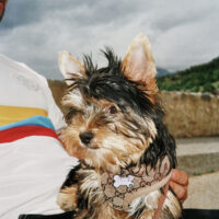 Looking for a yorkie girlfriend to have yorkie babies