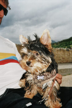 Looking for a yorkie girlfriend to have yorkie babies