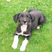 SVETA, 4 Mon. alte Mix-Hündin, ca. 40 cm werdend, toller Familienschatz