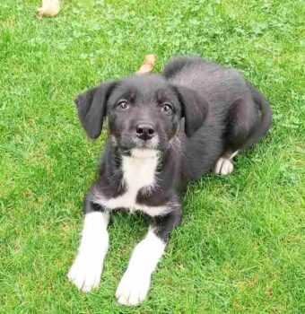 SVETA, 4 Mon. alte Mix-Hündin, ca. 40 cm werdend, toller Familienschatz