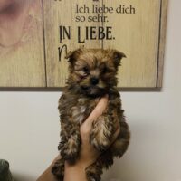 Reinrassige Yorkshire Terrier Welpen mit Ahnentafel