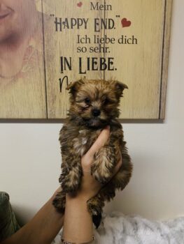 Reinrassige Yorkshire Terrier Welpen mit Ahnentafel