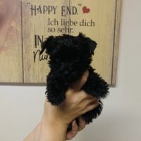 Reinrassige Yorkshire Terrier Welpen mit Ahnentafel