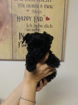 Reinrassige Yorkshire Terrier Welpen mit Ahnentafel