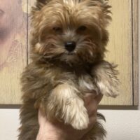 Reinrassige Yorkshire Terrier Welpen mit Ahnentafel