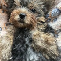 Reinrassiger Yorkshire Terrier Welpe, Rüde, sucht ein Neues Zuhause