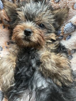 Reinrassiger Yorkshire Terrier Welpe, Rüde, sucht ein Neues Zuhause