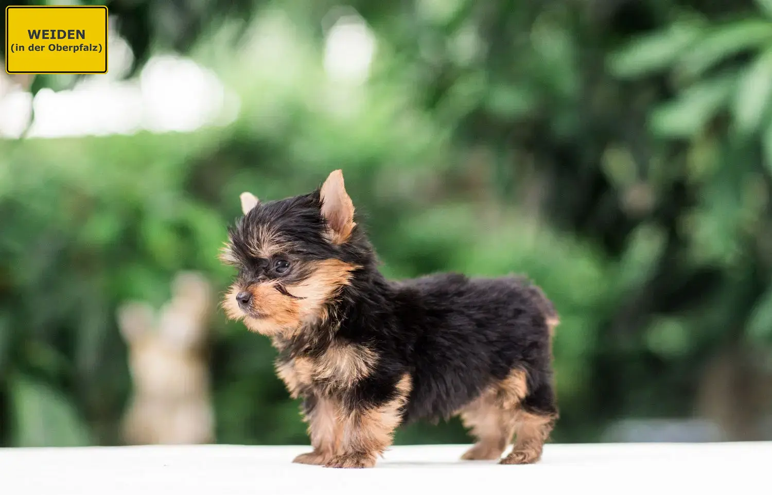 Yorkshire Terrier Welpen und Züchter Weiden in der Oberpfalz Hier findest Du Yorkshire Terrier Züchter in Weiden in der Oberpfalz.