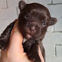 Yorkshire Mädchen in Schoko