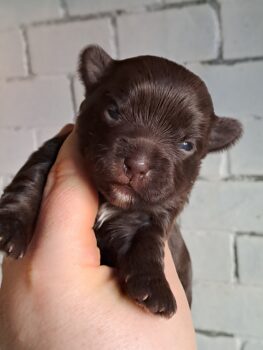 Yorkshire Mädchen in Schoko