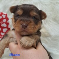 Yorkshire Welpen in Schoko/Schoko tan