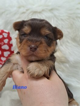 Yorkshire Welpen in Schoko/Schoko tan