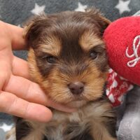 Yorkshire Welpen in Schoko/Schoko tan