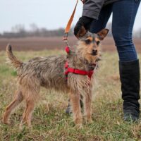 Selmis: Rüde • geb.ca. 2017-2019 • 45cm