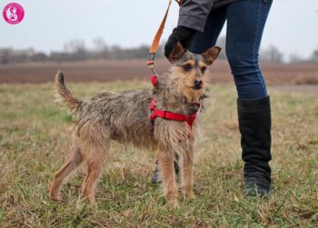 Selmis: Rüde • geb.ca. 2017-2019 • 45cm