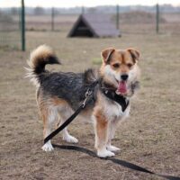 Alnas: Rüde • geb.ca. 2018 • 35cm (ein Leben lang im Tierheim 😭)