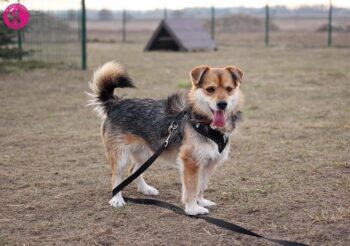 Alnas: Rüde • geb.ca. 2018 • 35cm (ein Leben lang im Tierheim 😭)