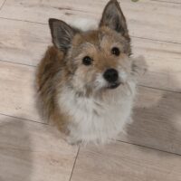 CHUBAIS - ca. 3 Jahre, ca. 25-30 cm