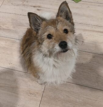 CHUBAIS - ca. 3 Jahre, ca. 25-30 cm