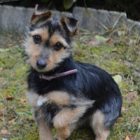Beata, Yorkshire-Terrier-Mix