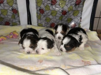 Biewer Yorkshire Terrier Welpen