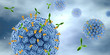 Human papillonmavirus HPV marked by antibodies