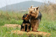 chiot yorkshire terrier faisant un bisou à sa mère - léchouille
