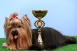 Beautiful yorkshire terrier with prize