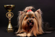 Beautiful yorkshire terrier surrounded by antiques