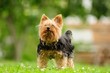 Shabby Yorkshire Terrier Dog on the Grass in Summer
