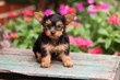 Yorkshire Terrier Puppy Sitting on Wooden Crate