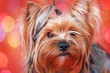 portrait of a Yorkshire terrier on red background