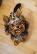 Small Yorkshire terrier. Haircut pet